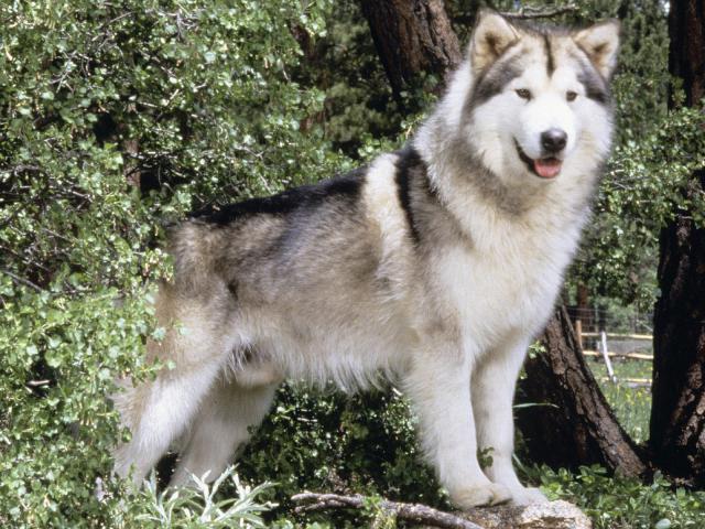 dog_213