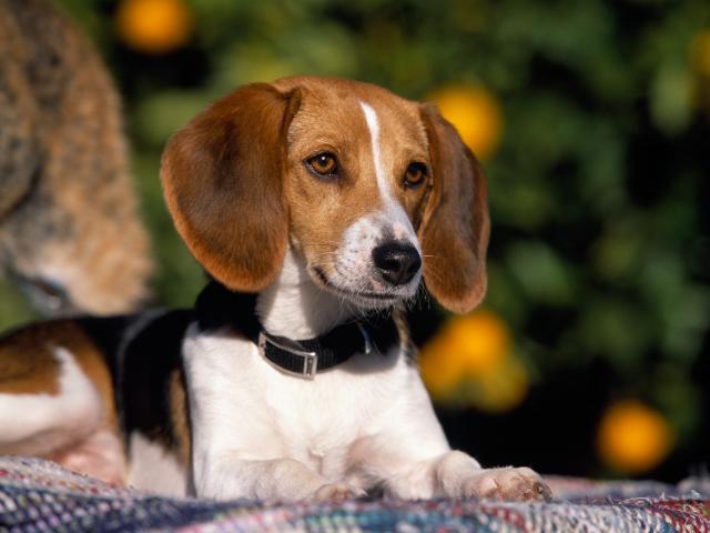 dog_214