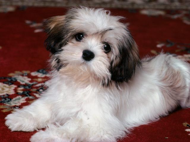 dog_215