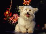 dog_217