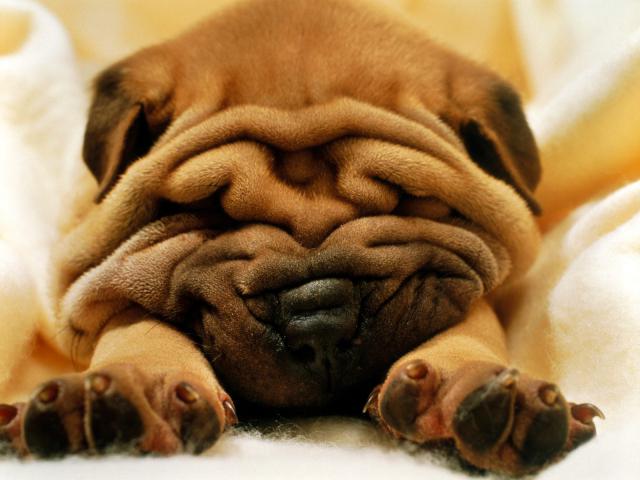 dog_219