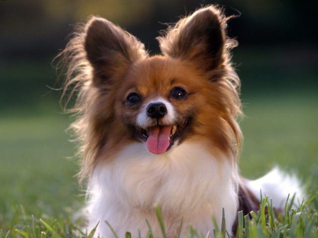 dog_221