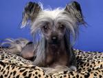 dog_223