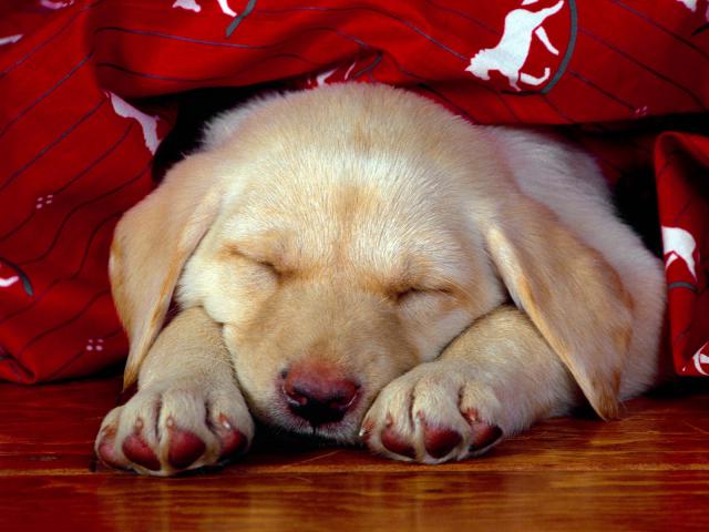 dog_224