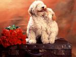 dog_225