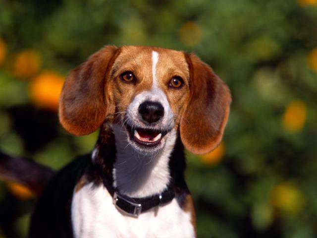 dog_226