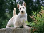 dog_228