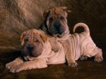 dog_231