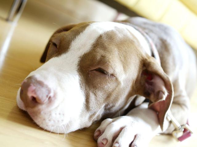 dog_236