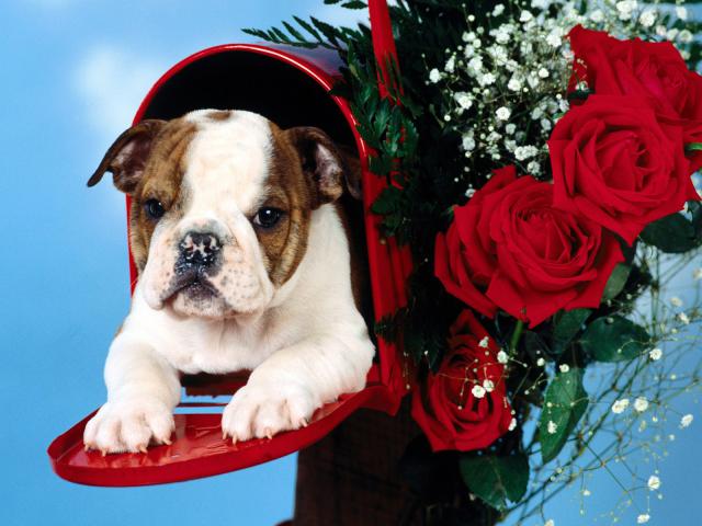 dog_238