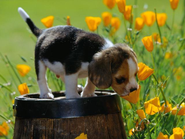 dog_239