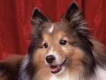 dog_241