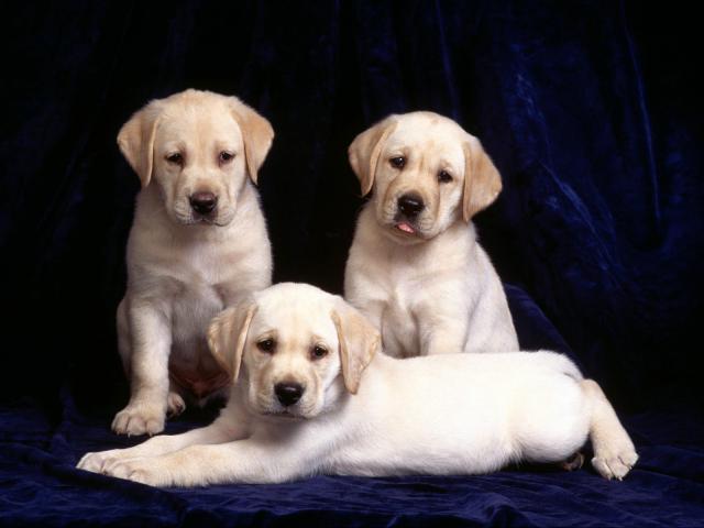 dog_244