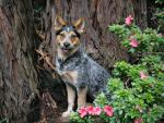 dog_245