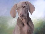 dog_246