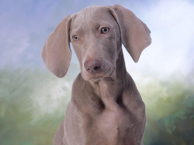 dog_246