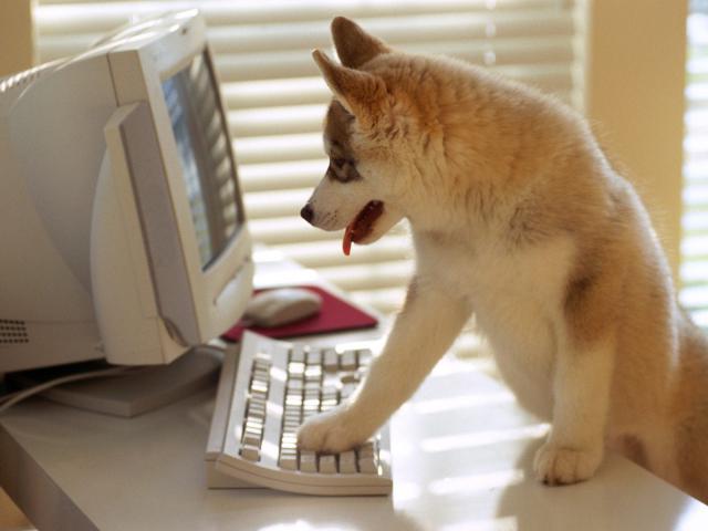 dog_248