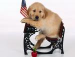 dog_250