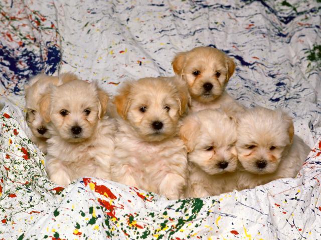 dog_251