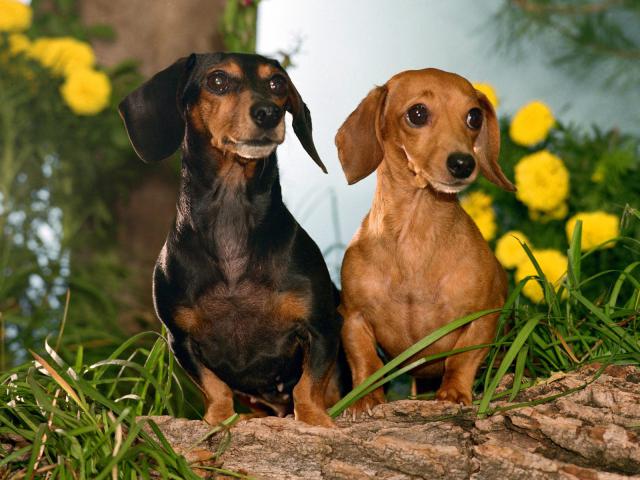 dog_252