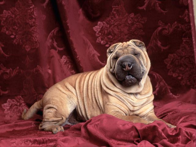 dog_253