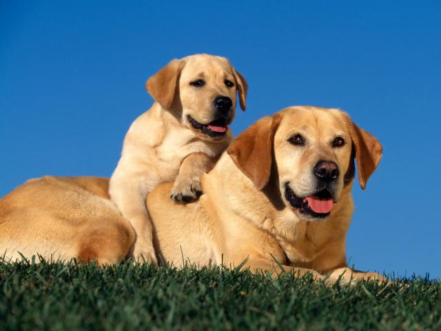 dog_254