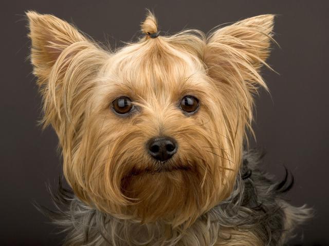 dog_255