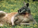 Australia_028