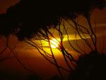 tree_002