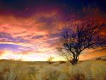 tree_003