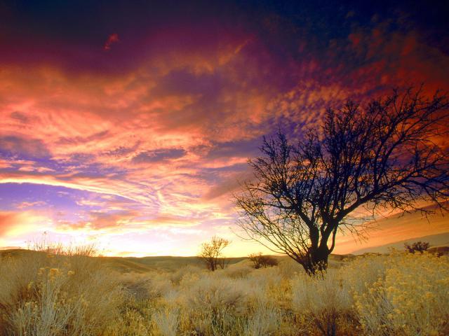 tree_003