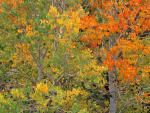 tree_004