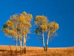 tree_007