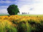 tree_010
