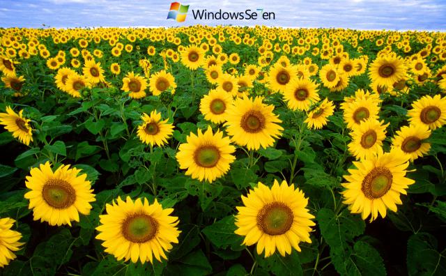 windows_7_164