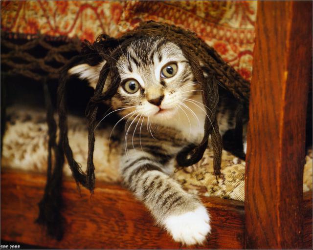 cat_50