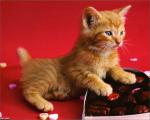 cat_51