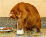 cat_52