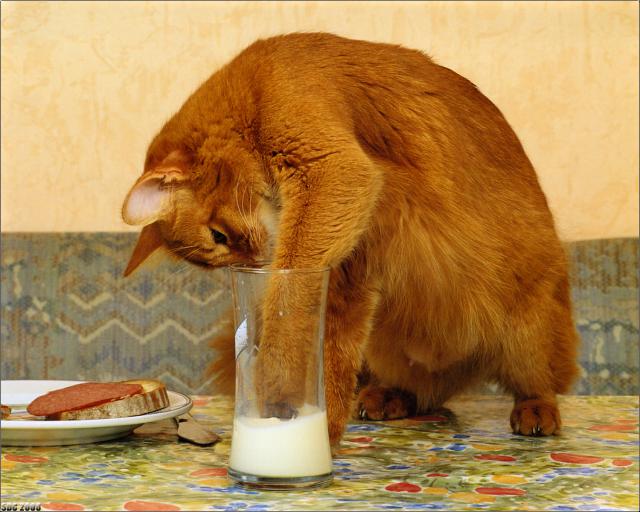 cat_52