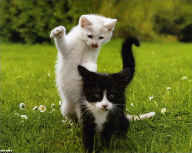 cat_56