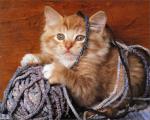 cat_59
