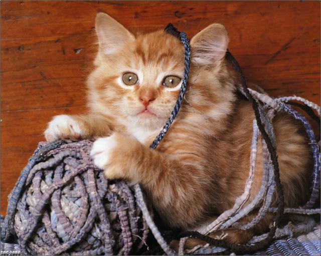 cat_59