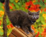 cat_60