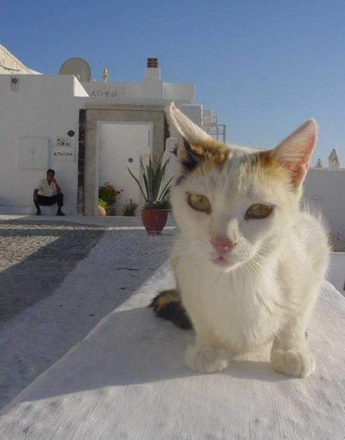 cat_64