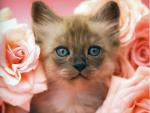 cat_67