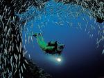 ocean-life-203