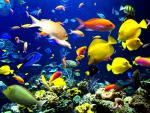 ocean-life-205