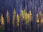 tree_013