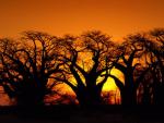 tree_014
