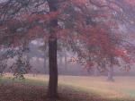 tree_016